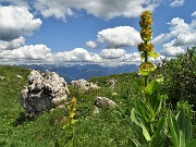 71 Genziana gialla (Gentiana lutea)